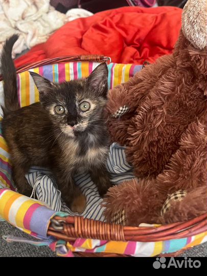 Котенок ищет дом