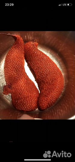 Продукт питания