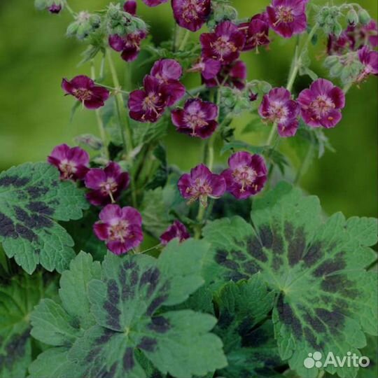 Пеларгония герань садовая многолетняя