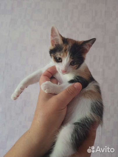 Котёнок в дар