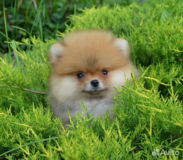 Померанский шпиц, мальчик