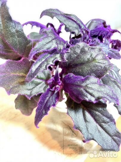 Гинура, неприхотливые, домашние растения