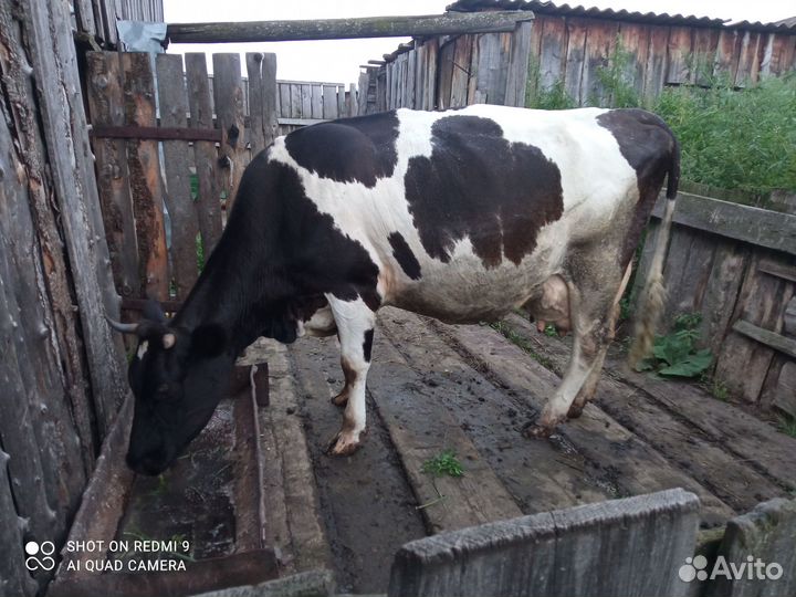 Корова стельная