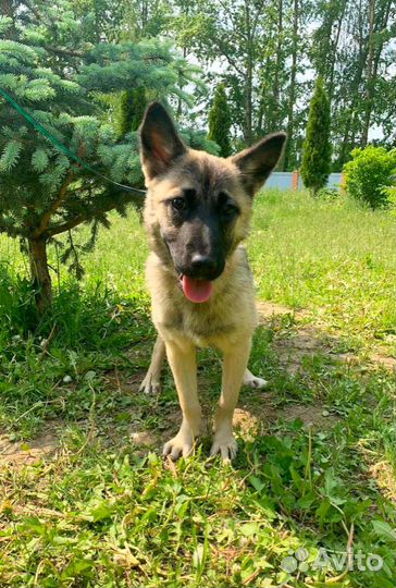 Щенок-девочка в добрые руки бесплатно