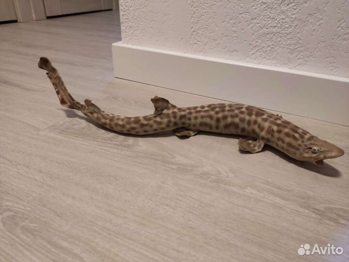 Чучело Акулы (катран)