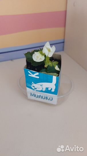 Бегония элатиор