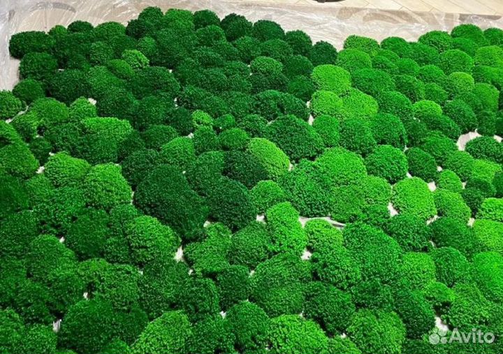 Натуральный стабилизированный мох опт