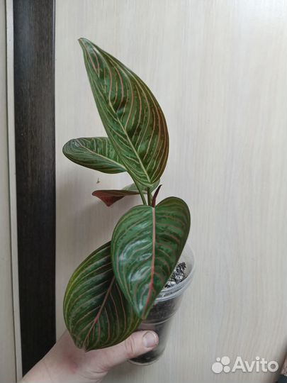 Аглаонема ротундум