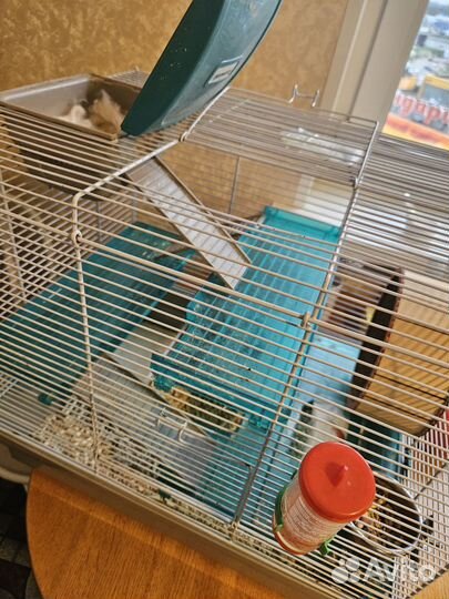 Хомяк сирийский