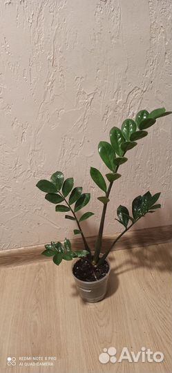 Замиокулькас