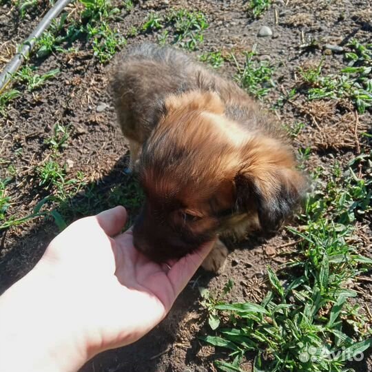 Отдам в добрые руки