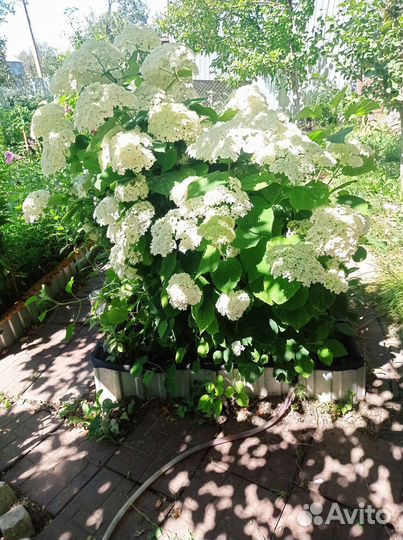 Гортензия древовидная саженцы