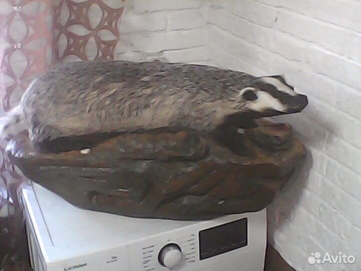 Чучело барсука