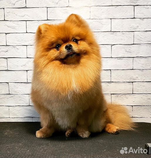 Стрижка собак, покраска шерсти