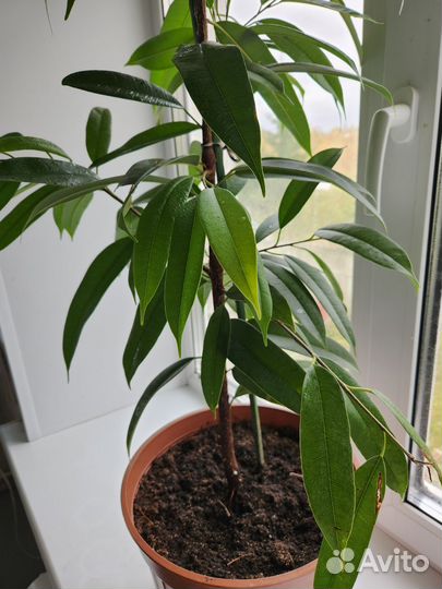 Фикус амстел кинг