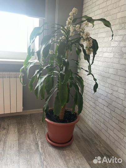 Драцена цветущая