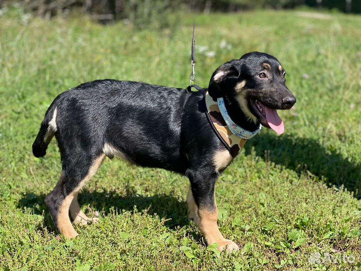 Собака в добрые руки щенок