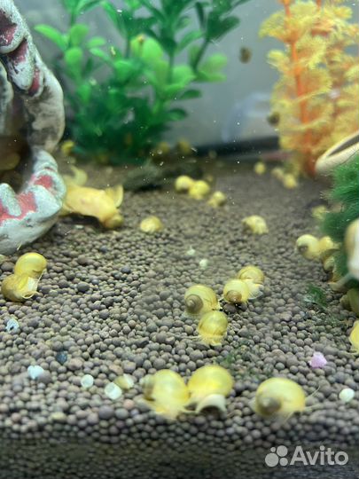 Малыши ампулярии, очень много