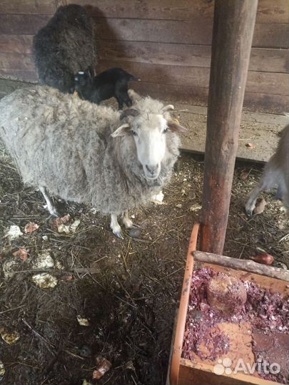 Овцы бараны