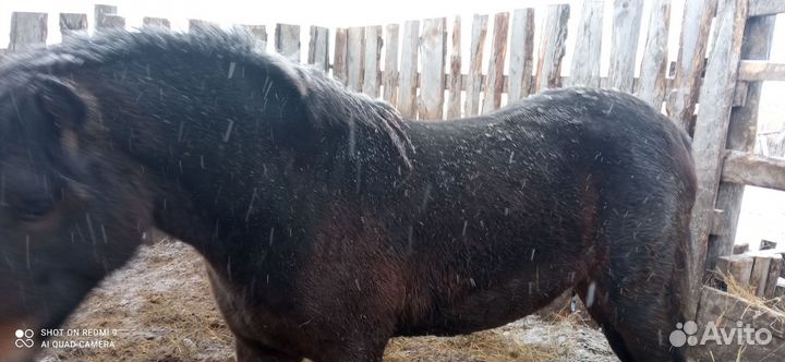 Продам кабылку