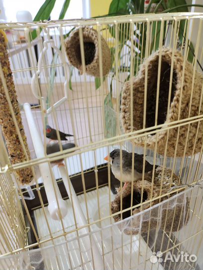 Птицы амадины