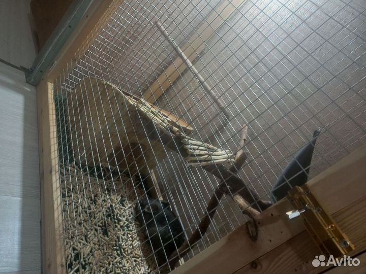 Клетка для щиншилы