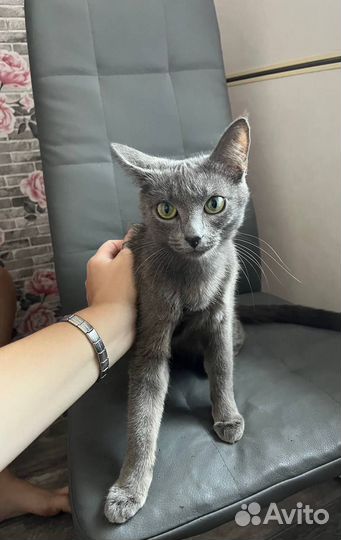 Отдам кошку в добрые руки