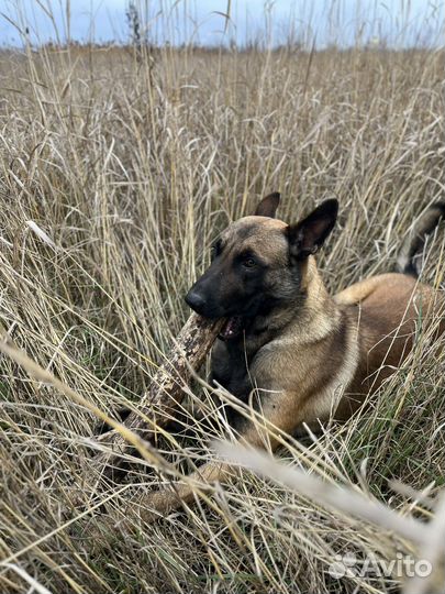 Вязка Малинуа