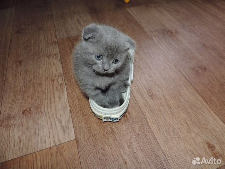 Шотландец вислоухий котенок