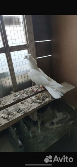 Голуби бойные