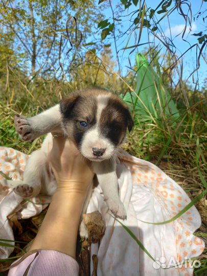 Отдам кота в добрые руки