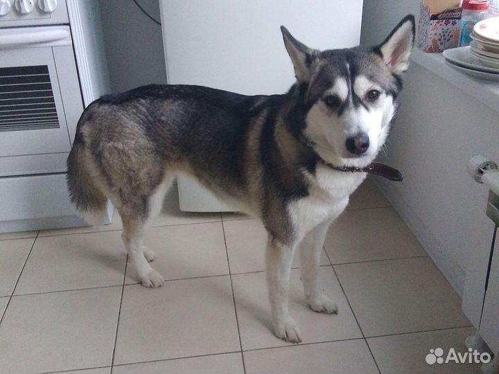 Сибирский хаски (реплика)