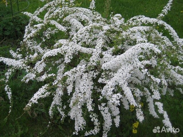 Спирея серая купить. Спирея серая Грефшейм. Спирея серая Grefsheim. Серея серая спирея серая. Спирея Грефшейм Весеннее подтопление.