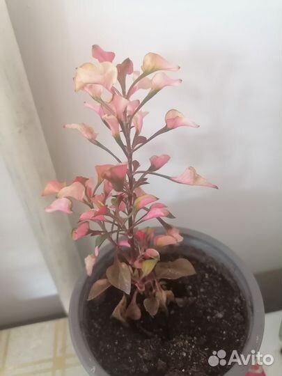 Комнатные цветы