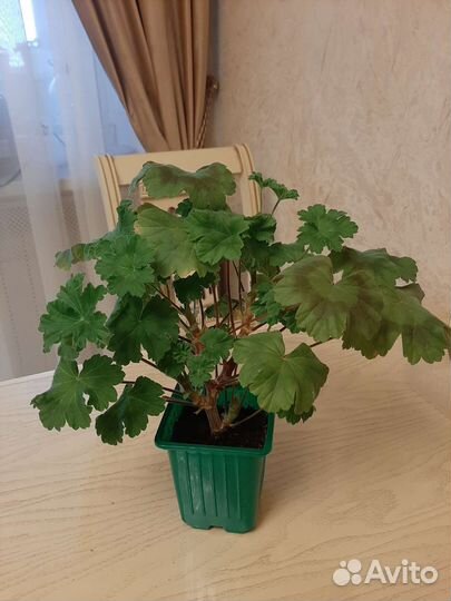 Пеларгония Леона Галактика