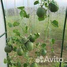 Огурдыни семена: Королевы Анны.Грин Бьюти.Нектарин