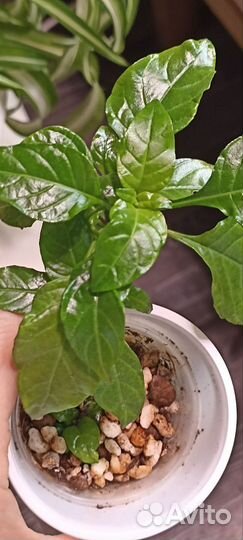 Кроссандра