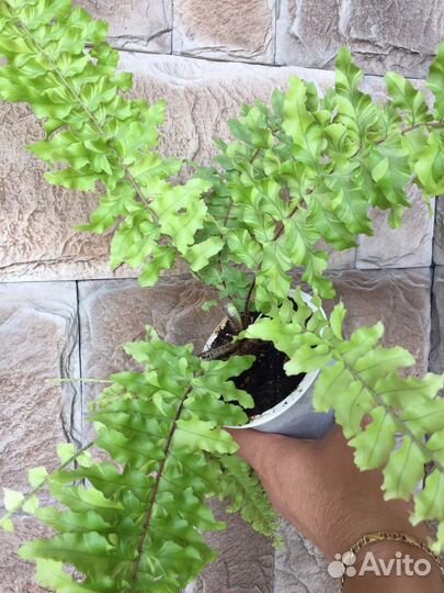 Нефролеписы сортовые