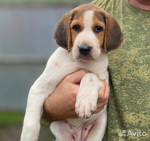 Щенки русской пегой гончей
