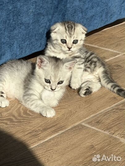 Британцы котята