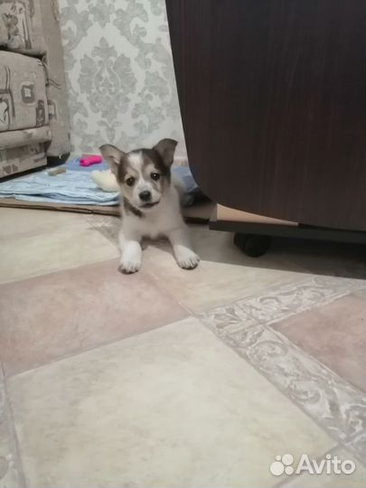 Щенок в добрые руки бесплатно