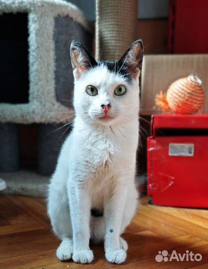 Кошечка с родинками