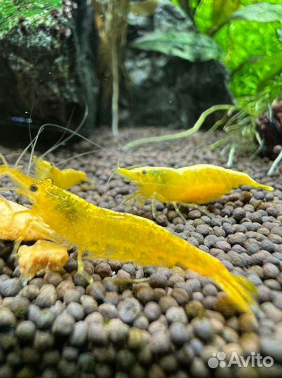 Желтый неон, Блю дрим, red fire