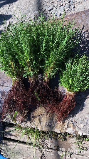 Туя колумна