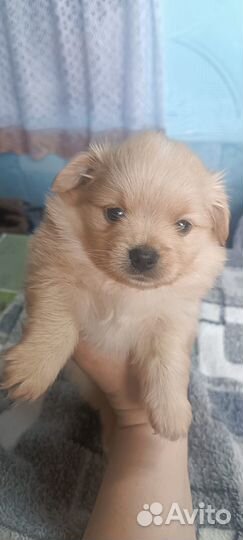 Щенки померанского шпица