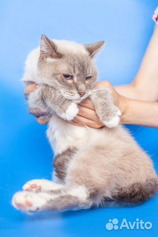 Тайский кот страдает в приюте объявление продам
