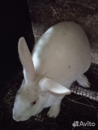 Породистые кролики