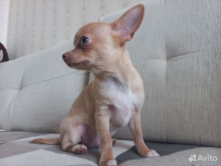 Чихуахуа щенок