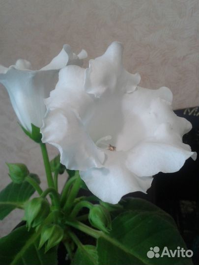 Семена Комнатный цветок, цветок в горшке