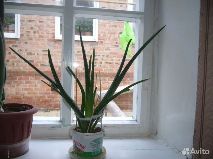 Комнатные растения